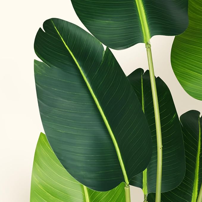 Artificial Bird of Paradise Plant 6Ft Fake Tropical Palm Tree with 13Trunks Faux Banana Leaf Trees in Pot for Home Indoor Outdoor Office Modern Decor Housewarming Gift(2Pcs)