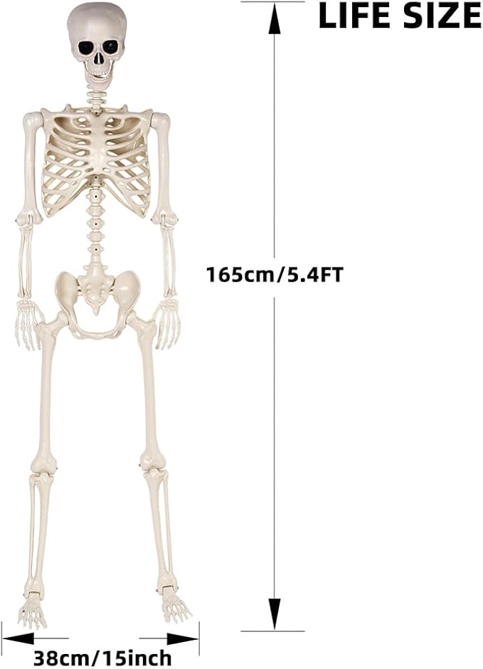 Halloween Skeletons Decorations - 5.4FT Life Size Posable Skeletons, Realistic Plastic Full Body Skeletons for Halloween Party Outdoor Haunted House Graveyard Decor