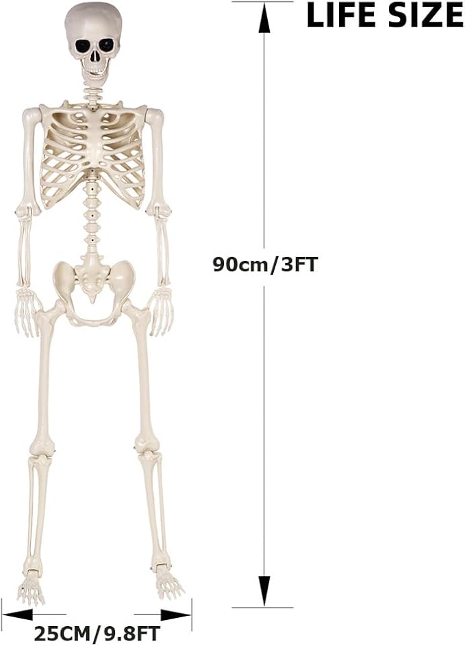 36" Halloween Skeleton - 3 ft Life Size Human Skeleton with Full Body Posable Joints - Spooky Scary Plastic Skeletons for Outdoor Decoration, Halloween Party Decor, Haunted House Props