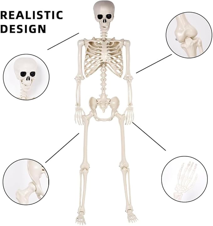 36" Halloween Skeleton - 3 ft Life Size Human Skeleton with Full Body Posable Joints - Spooky Scary Plastic Skeletons for Outdoor Decoration, Halloween Party Decor, Haunted House Props