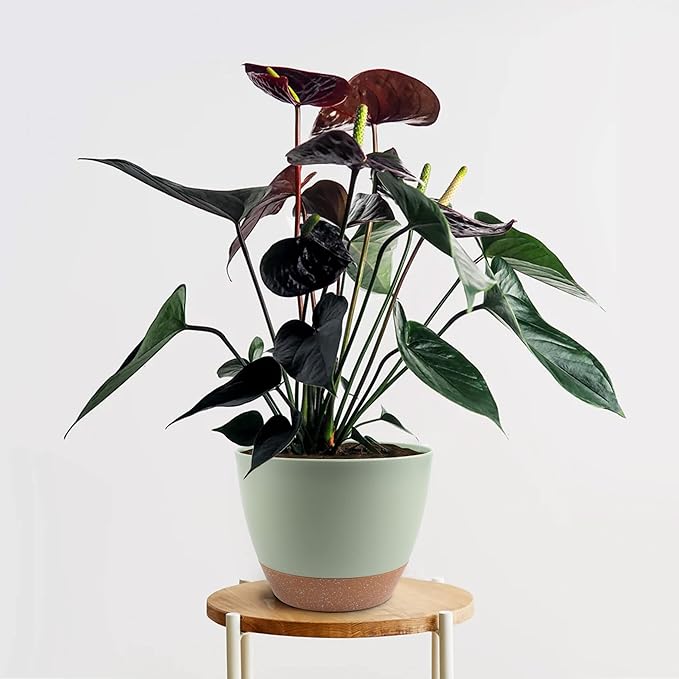 Giraffe Creation Plant Pots Set of 3 (12/10/9 inch), Self-Watering Indoor & Outdoor Flower Planters with Drainage Hole and Reservoir, Green