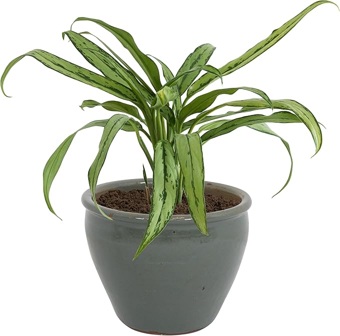 Sunnydaze Chalet Large Ceramic Plant Pot - Round Outdoor Glazed Ceramic Planter Pot with Drainage - Gray - 14.5"